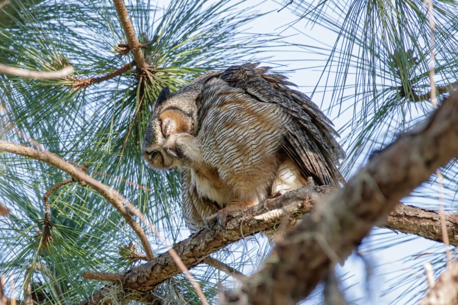 Great Horned Owl Cleaning Talons
