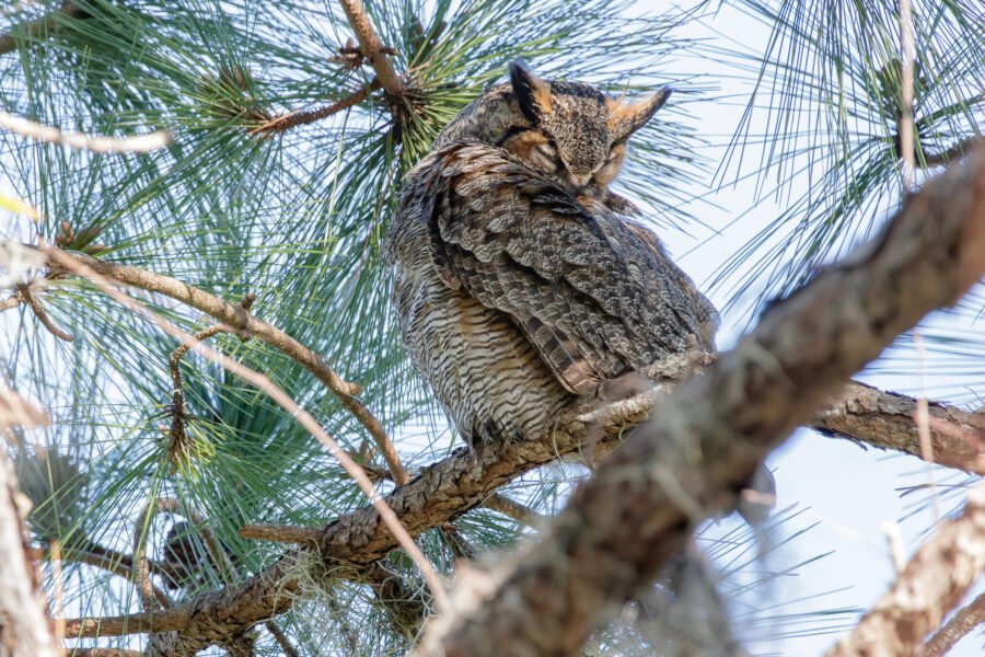 Great Horned Owl Preening Back Feathers