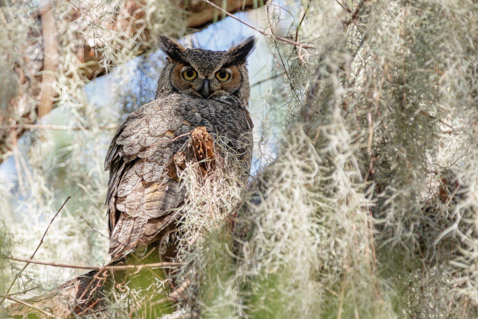 Great Horned Owl Resting In Spanish Moss