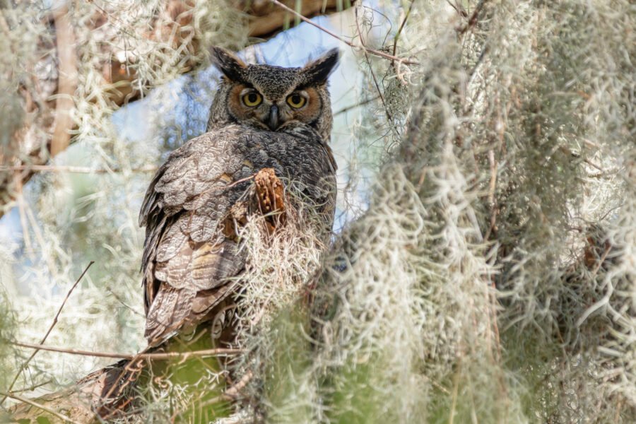 Great Horned Owl Resting In Spanish Moss