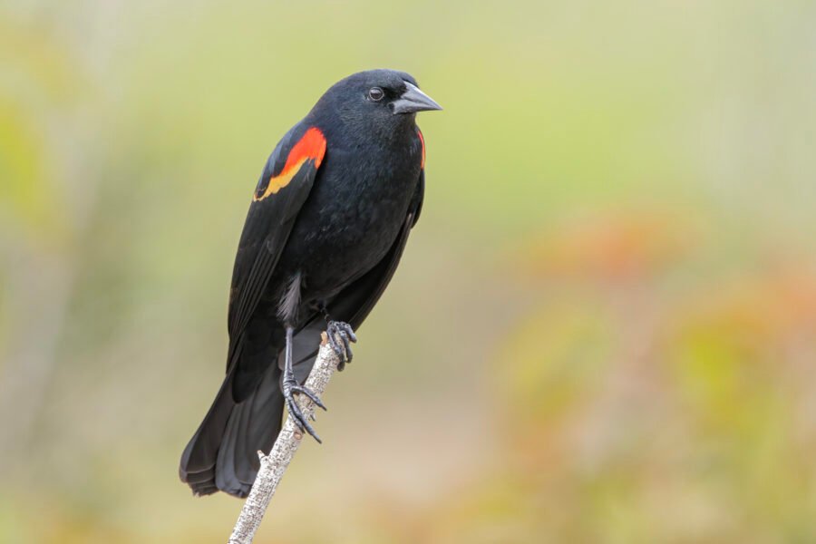 Red Winged Blackbird On End Of Branch