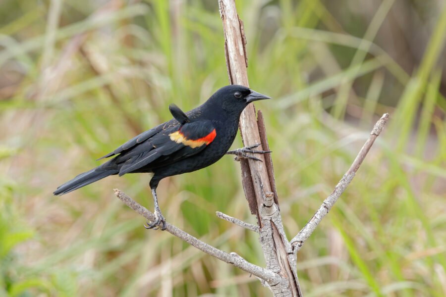 Red Winged Blackbird Straddling Branches