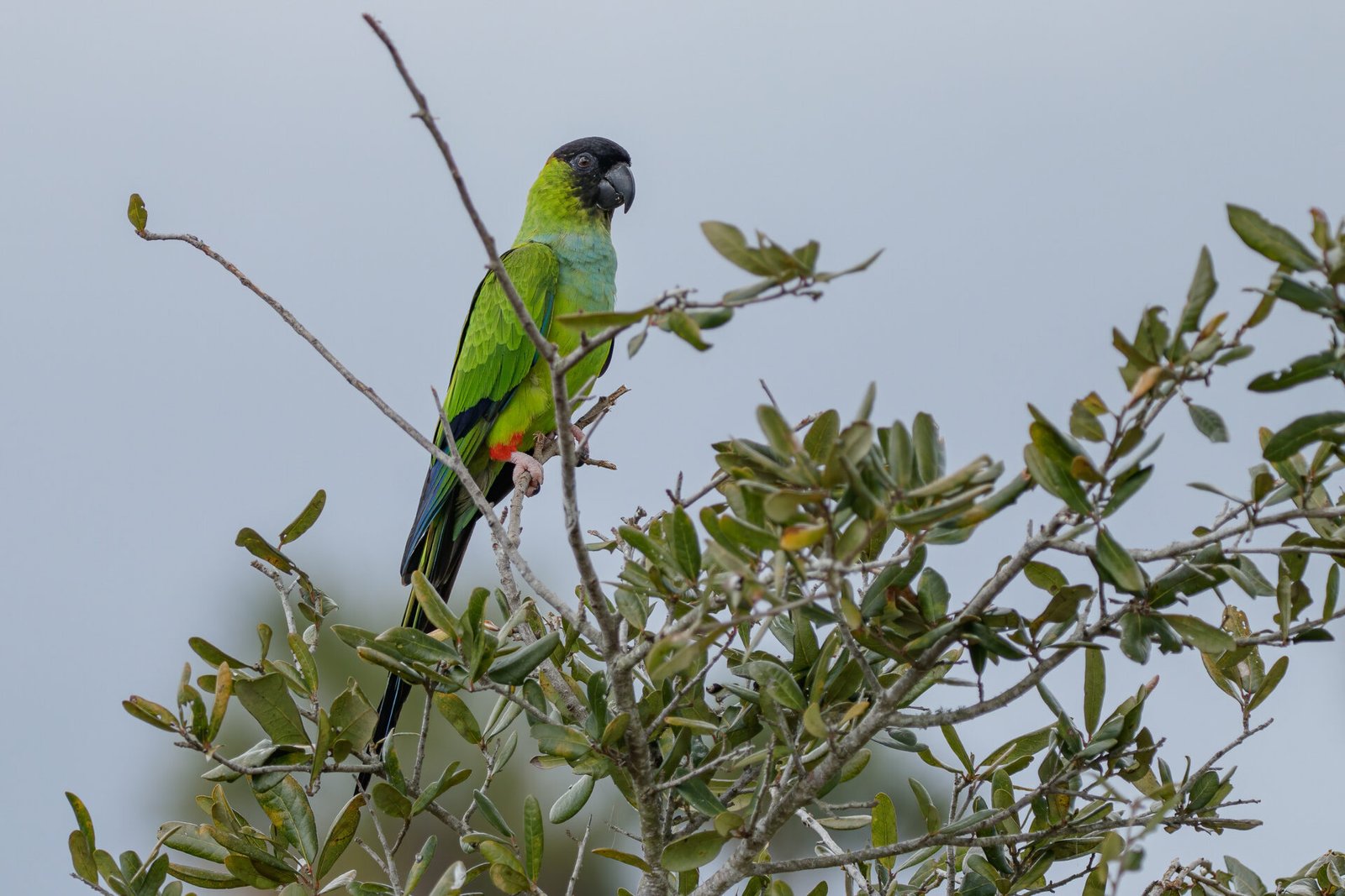 Nanday Parakeet On Live Oak Branch