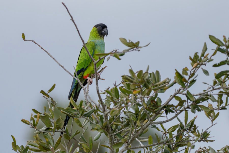 Nanday Parakeet On Live Oak Branch