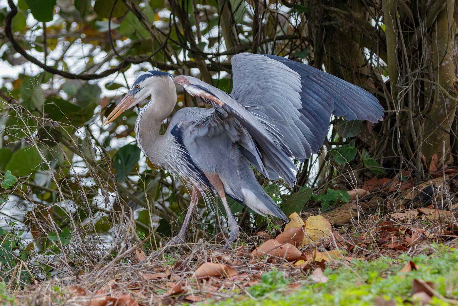 Great Blue Heron Landing To Pick Up Stick For Nest
