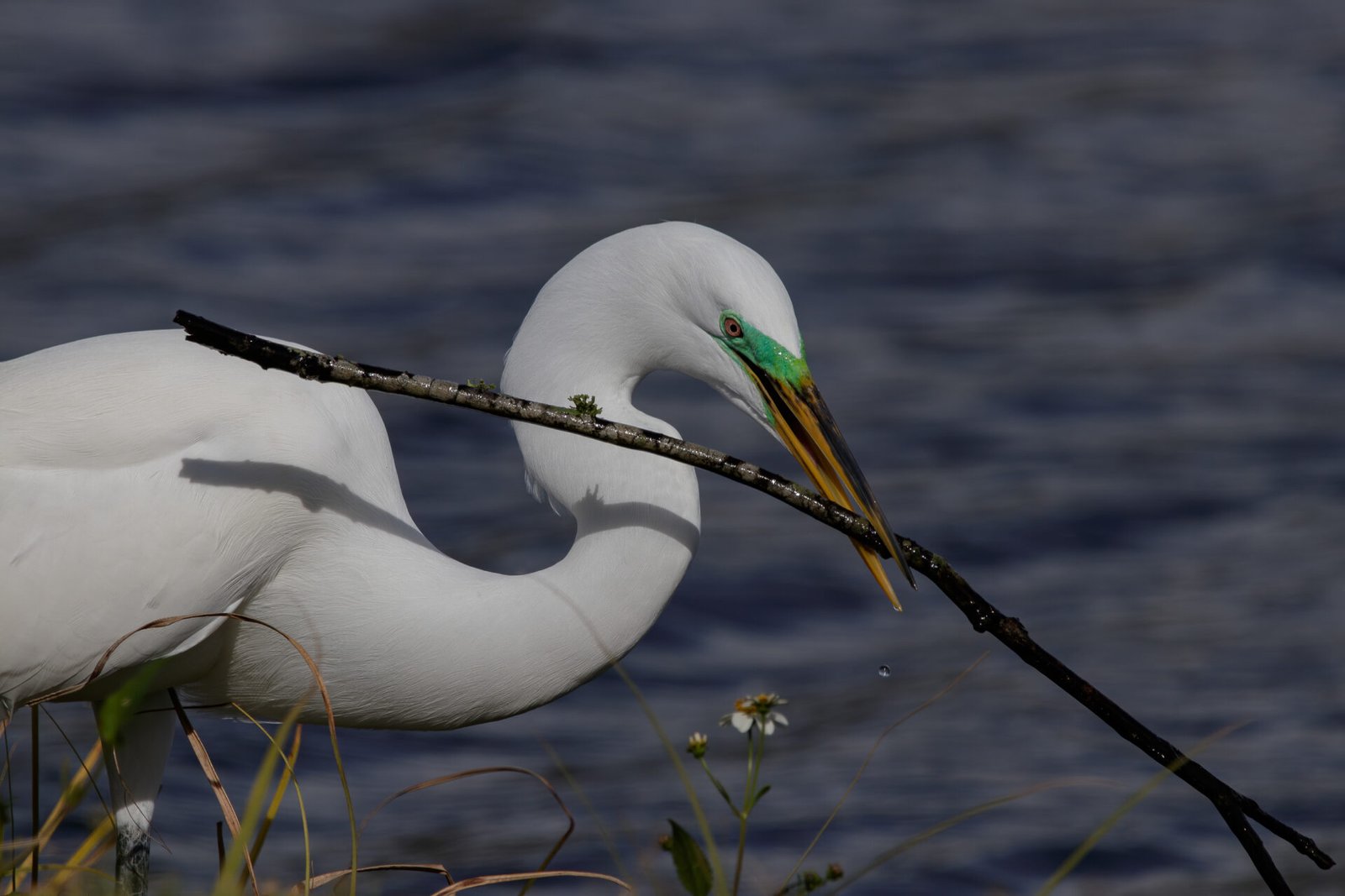 Great Egret In Breeding Plumage Taking Stick Back To Nest