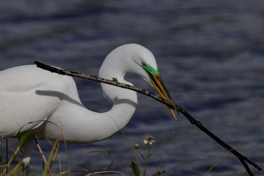 Great Egret In Breeding Plumage Taking Stick Back To Nest