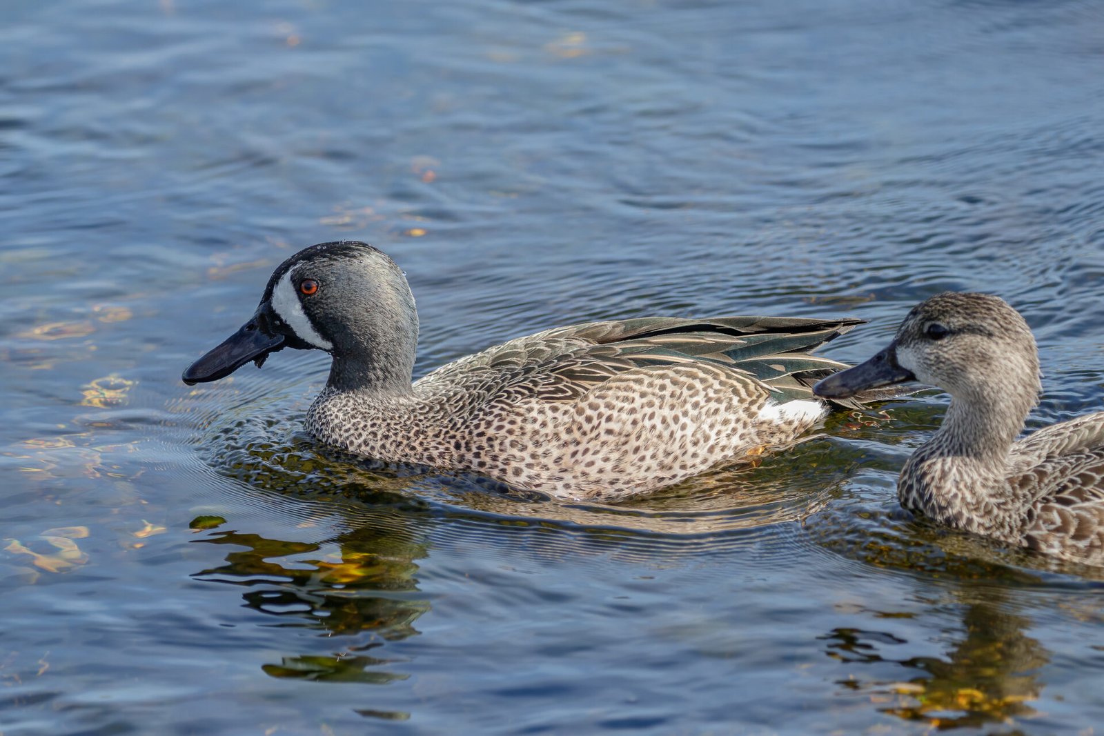 Blue Winged Teal Pair Swimming