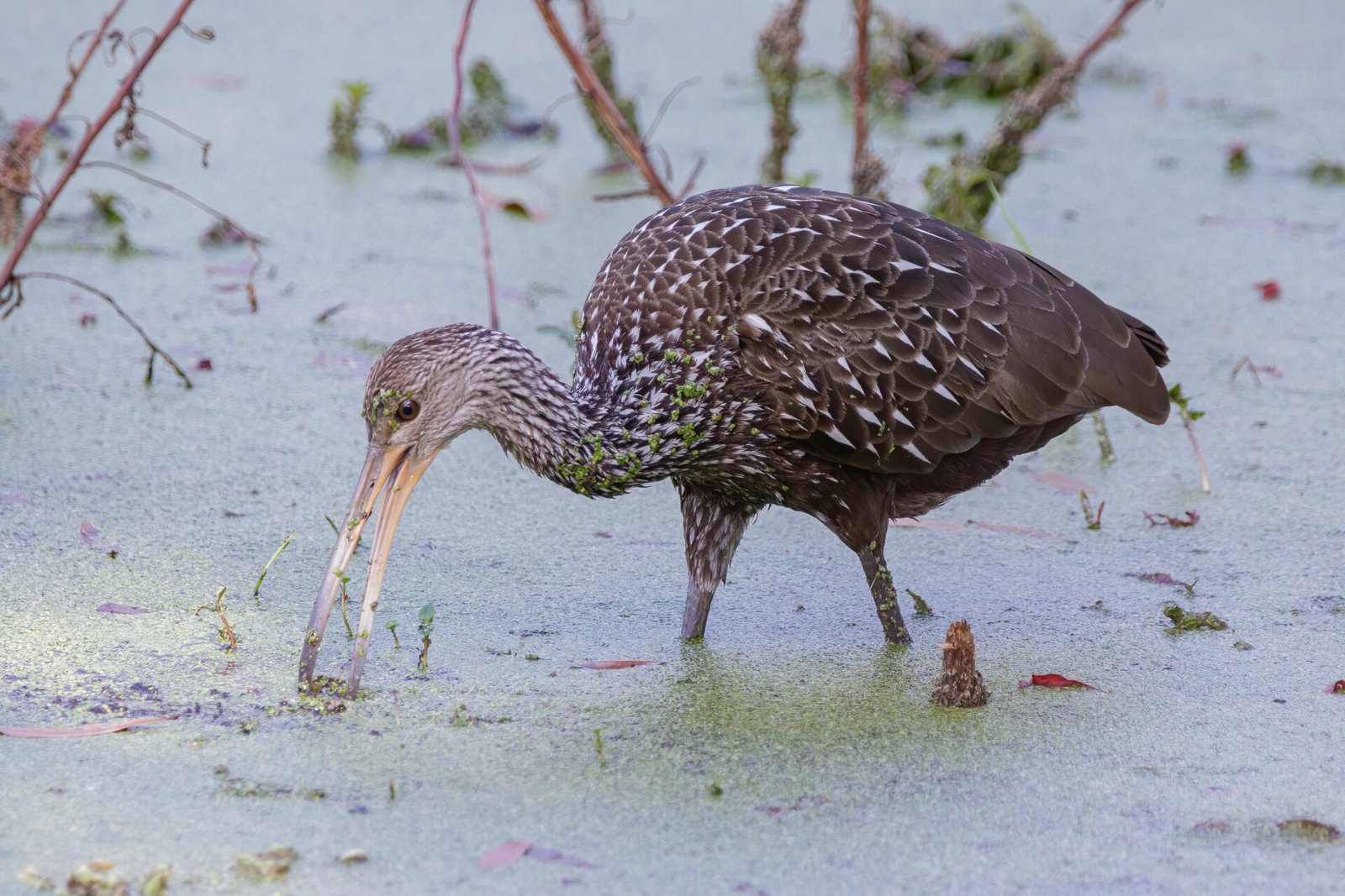 Limpkin Picking Up Snail Off Bottom Of Pond