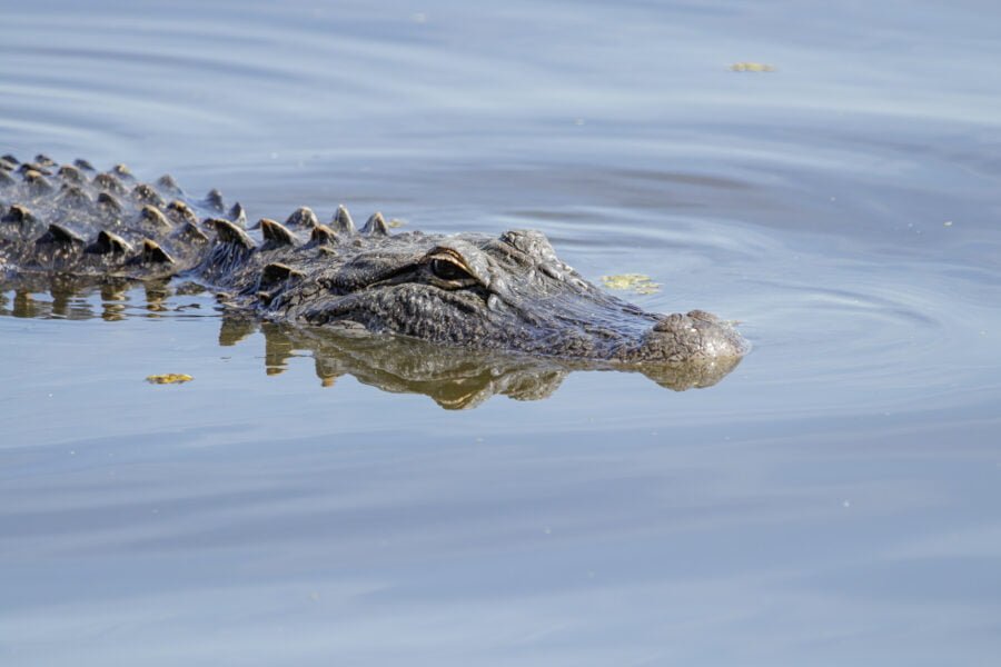 Alligator Patrolling A Lake