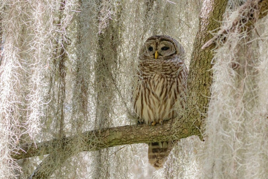 Barred Owl Tucked In Spanish Moss