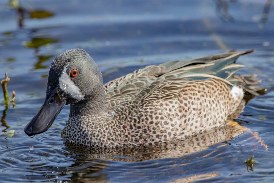 Blue Winged Teal Closeup