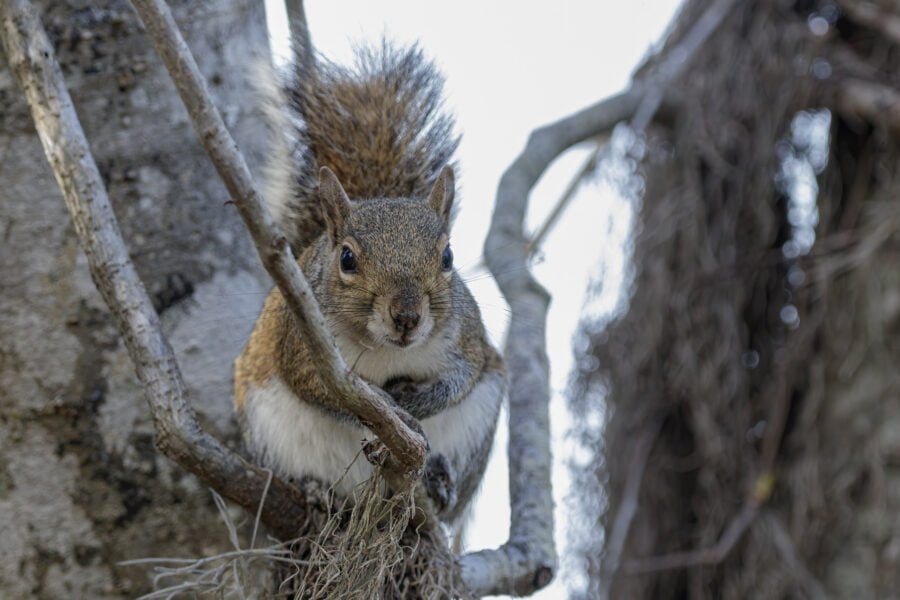 Gray Squirrel Resting On Tree Branch