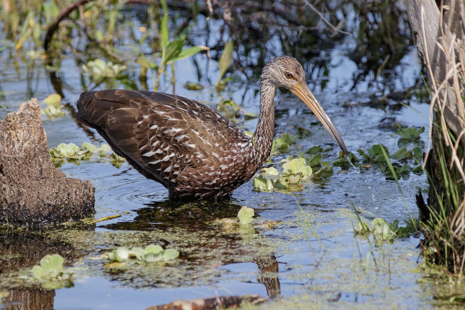 Limpkin Standing In Pond