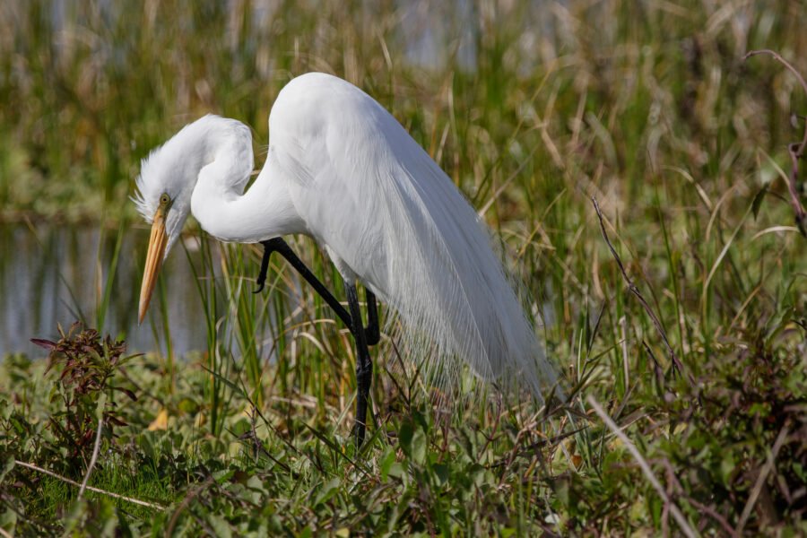 Great Egret In Breeding Plumage Scratching Neck
