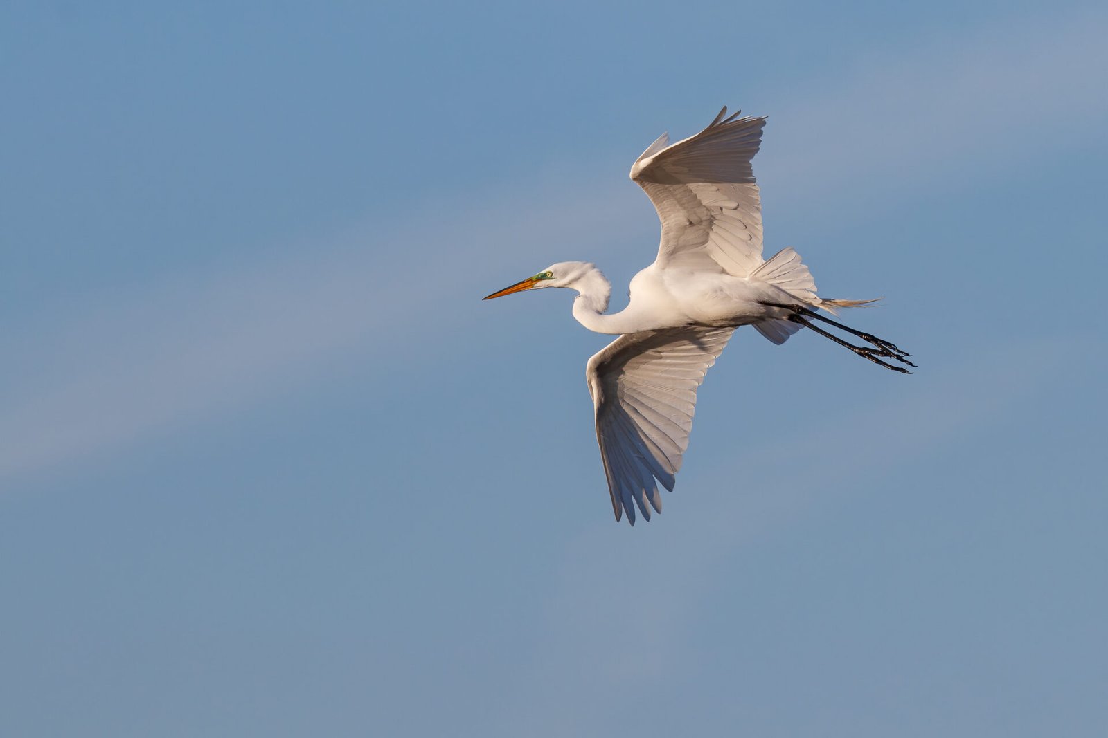 Great Egret Flying Back To Nest