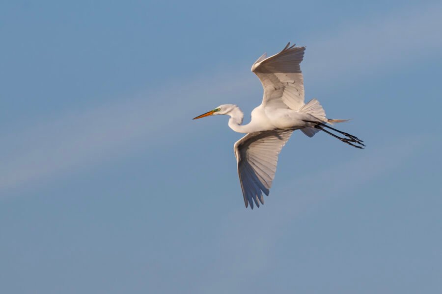Great Egret Flying Back To Nest