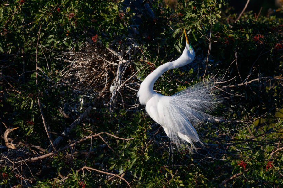 Great Egret In Breeding Plumage Looking Up From Nest