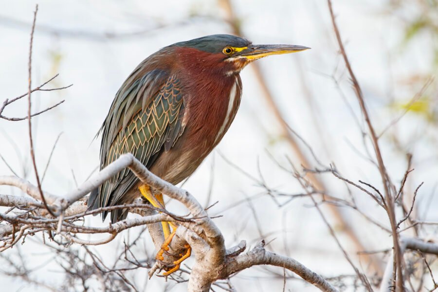 Green Heron Resting On Branch Over Water