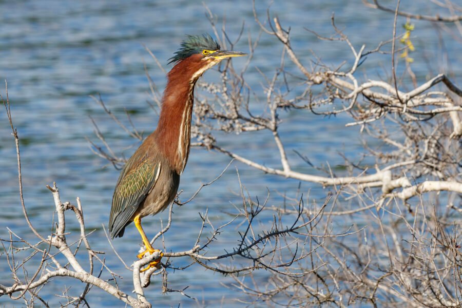 Green Heron Stretched Standing On Branch