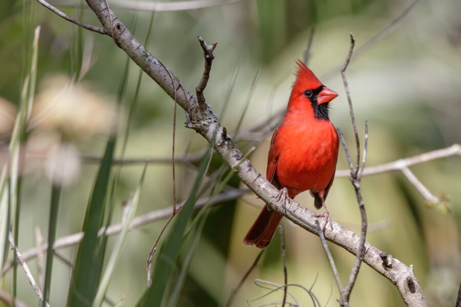 Cardinal Male Resting In Tree