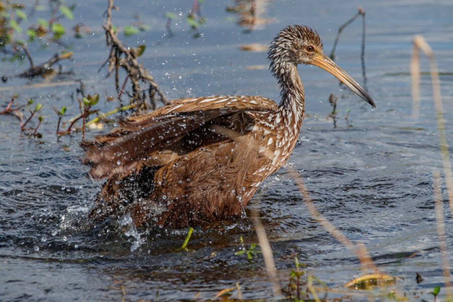 Limpkin In Water Taking Bath