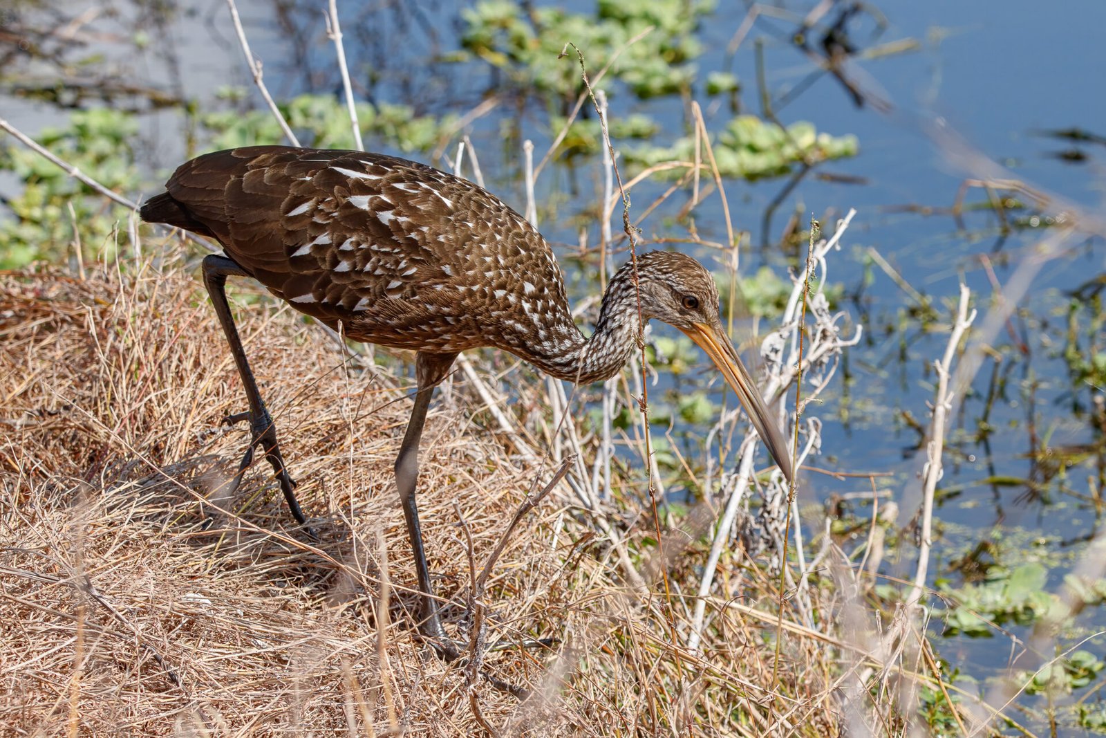 Limpkin Strolling Along Edge Of Pond