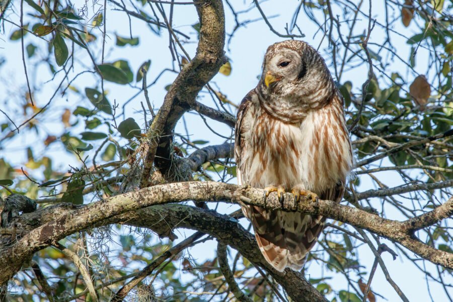 Barred Owl At Ease In Oak Tree