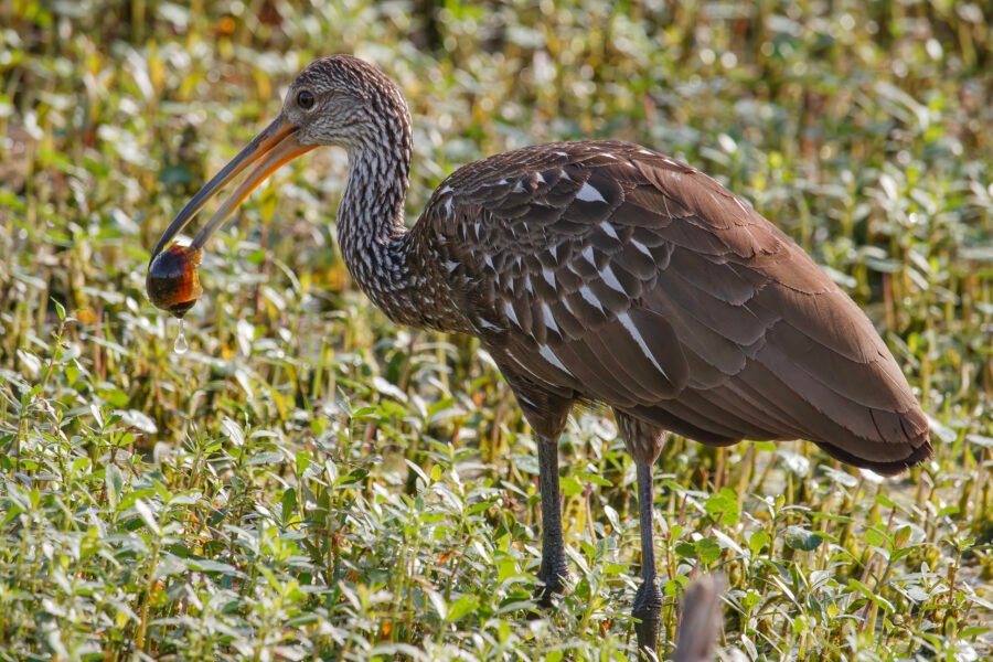 Limpkin In Grass With Apple Snail