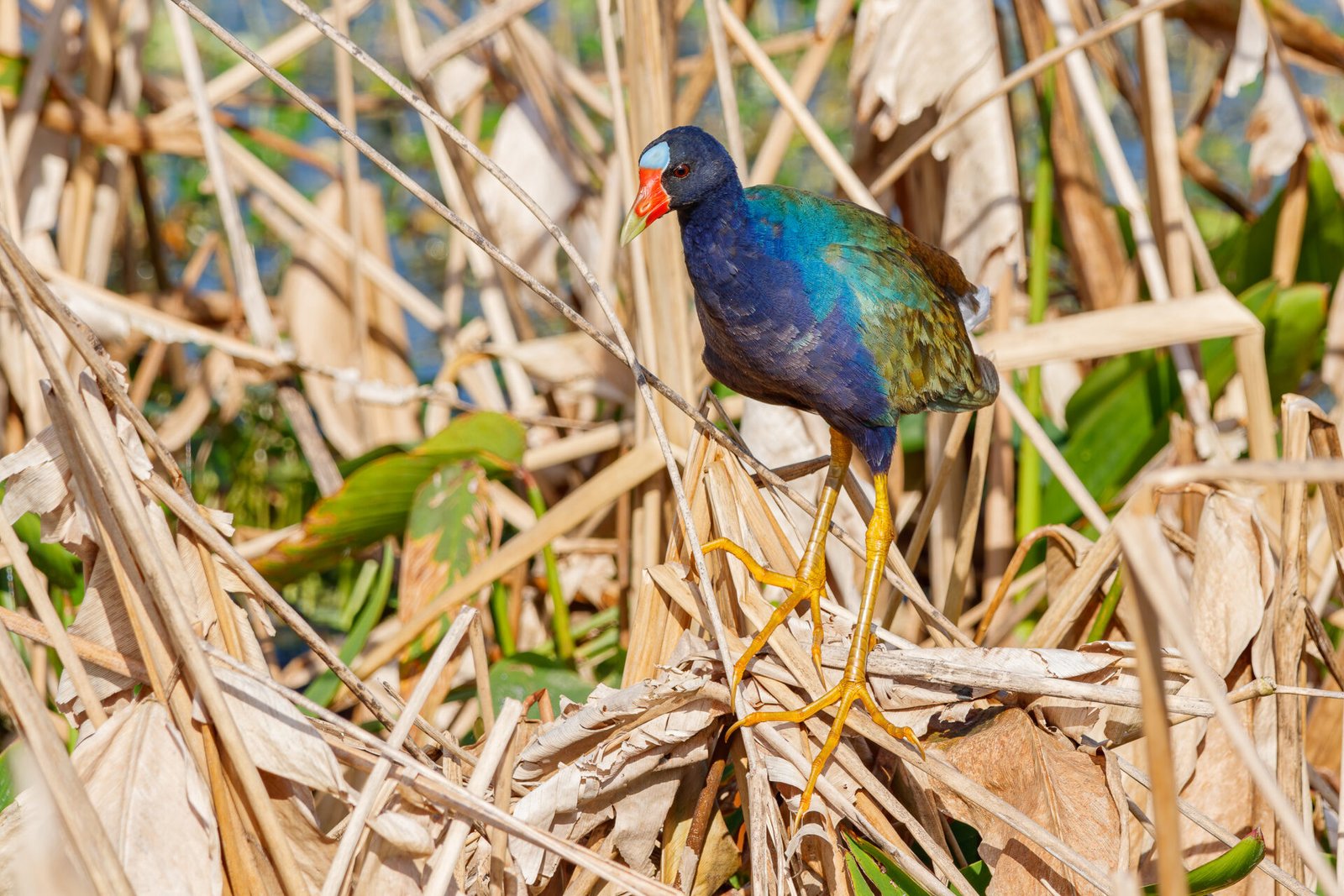 Purple Gallinule Standing In Reeds In Sun