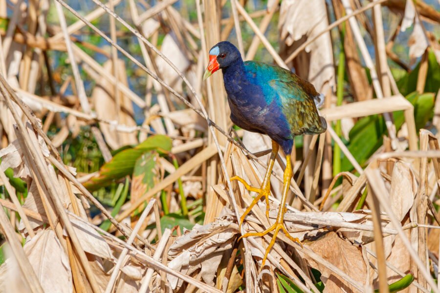 Purple Gallinule Standing In Reeds In Sun