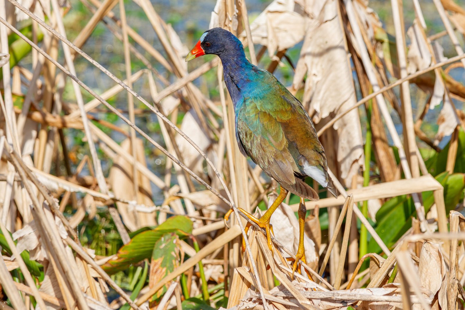 Purple Gallinule Walking On Top Of Reeds