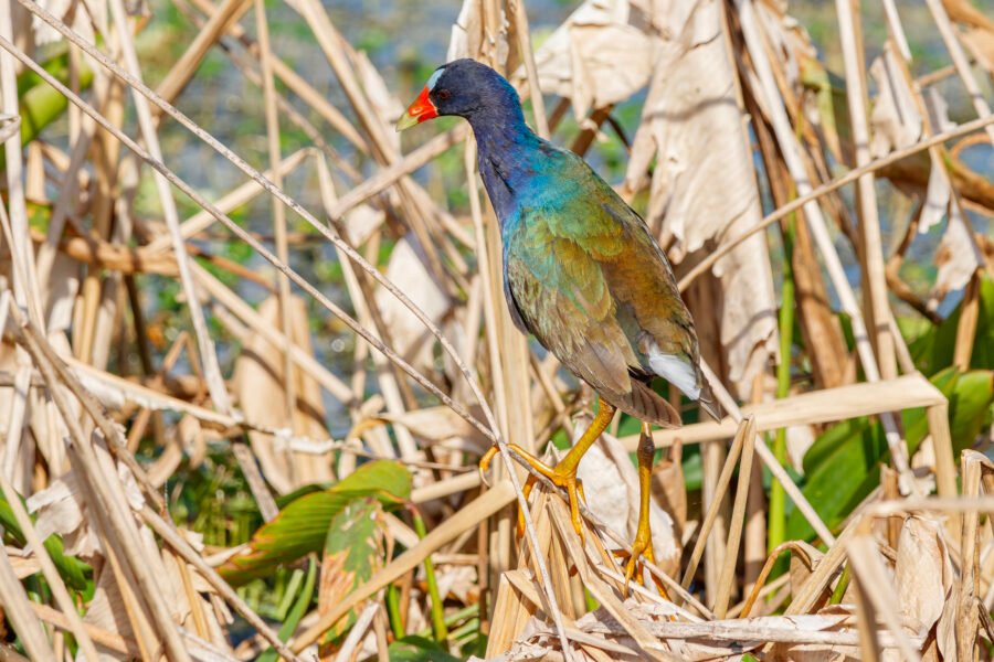 Purple Gallinule Walking On Top Of Reeds