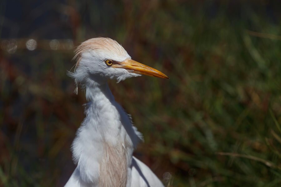 Cattle Egret Portrait
