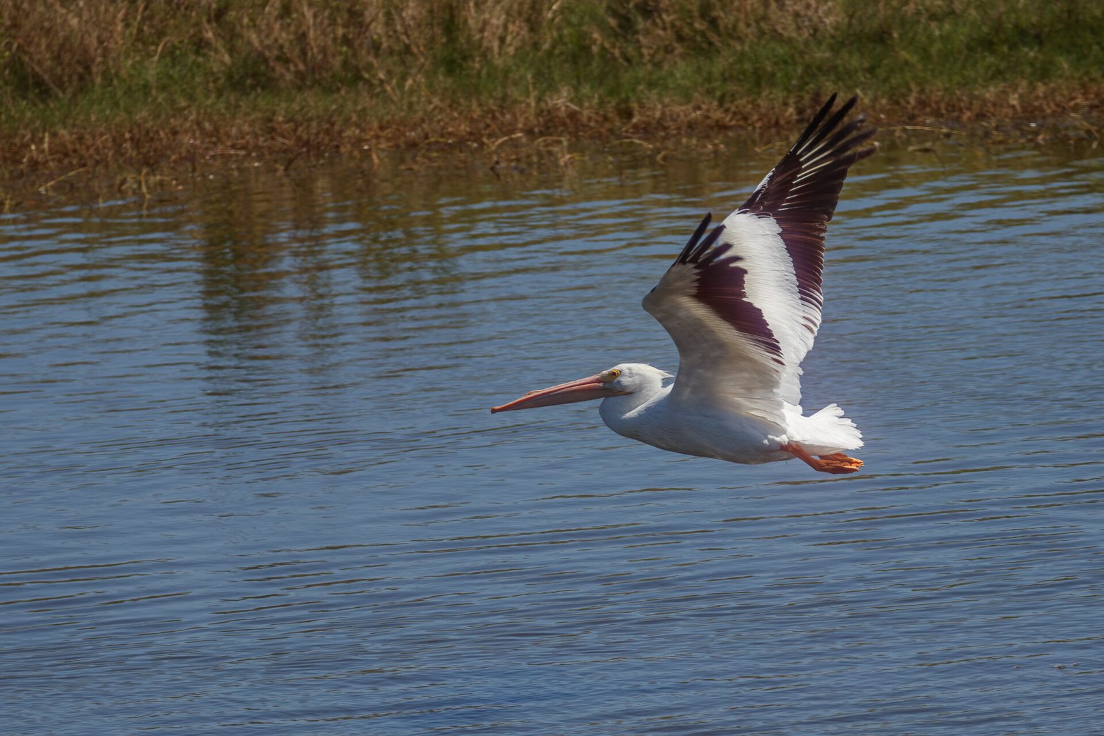 White Pelican Taking Off From Water