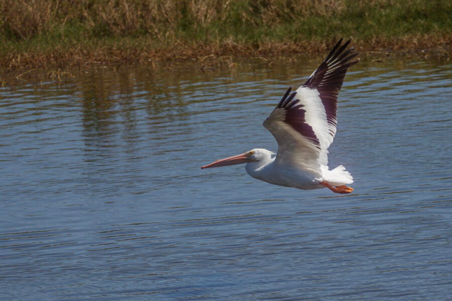 White Pelican Taking Off From Water
