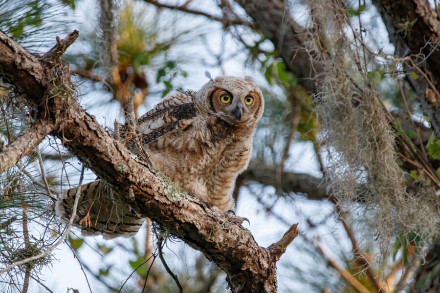 Juvenile Great Horned Owl Looking For Sibling