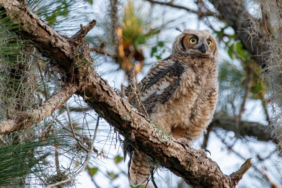 Juvenile Great Horned Owl Watching For Parents