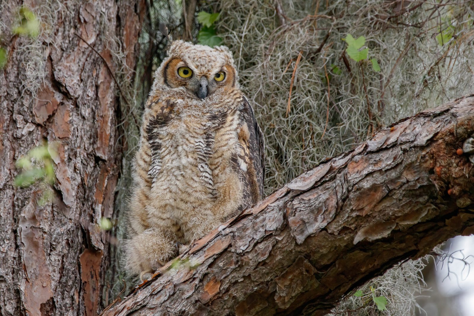 Great Horned Owl Baby Watching Curiously