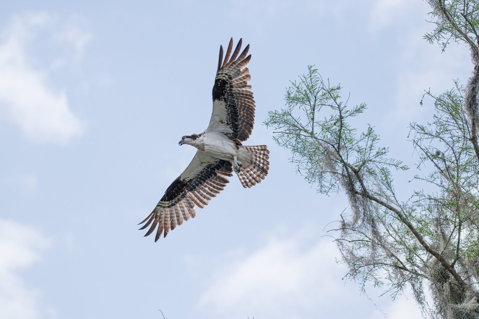 Osprey Flying From Tree