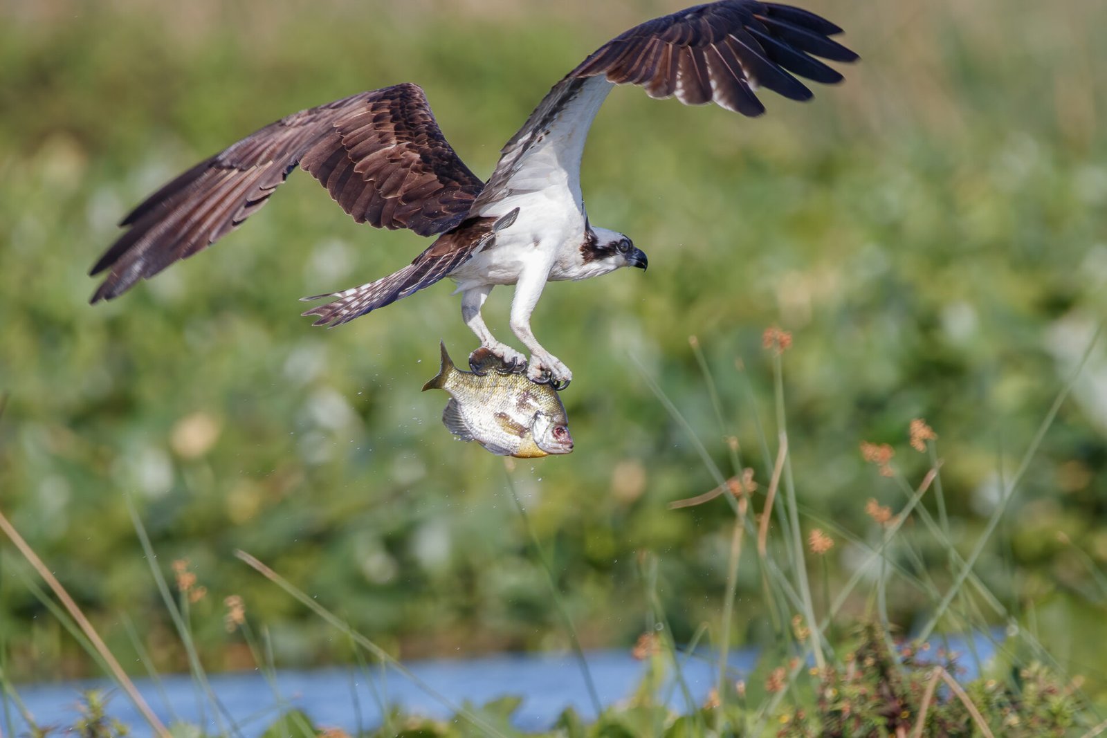 Osprey Flying With Sunfish