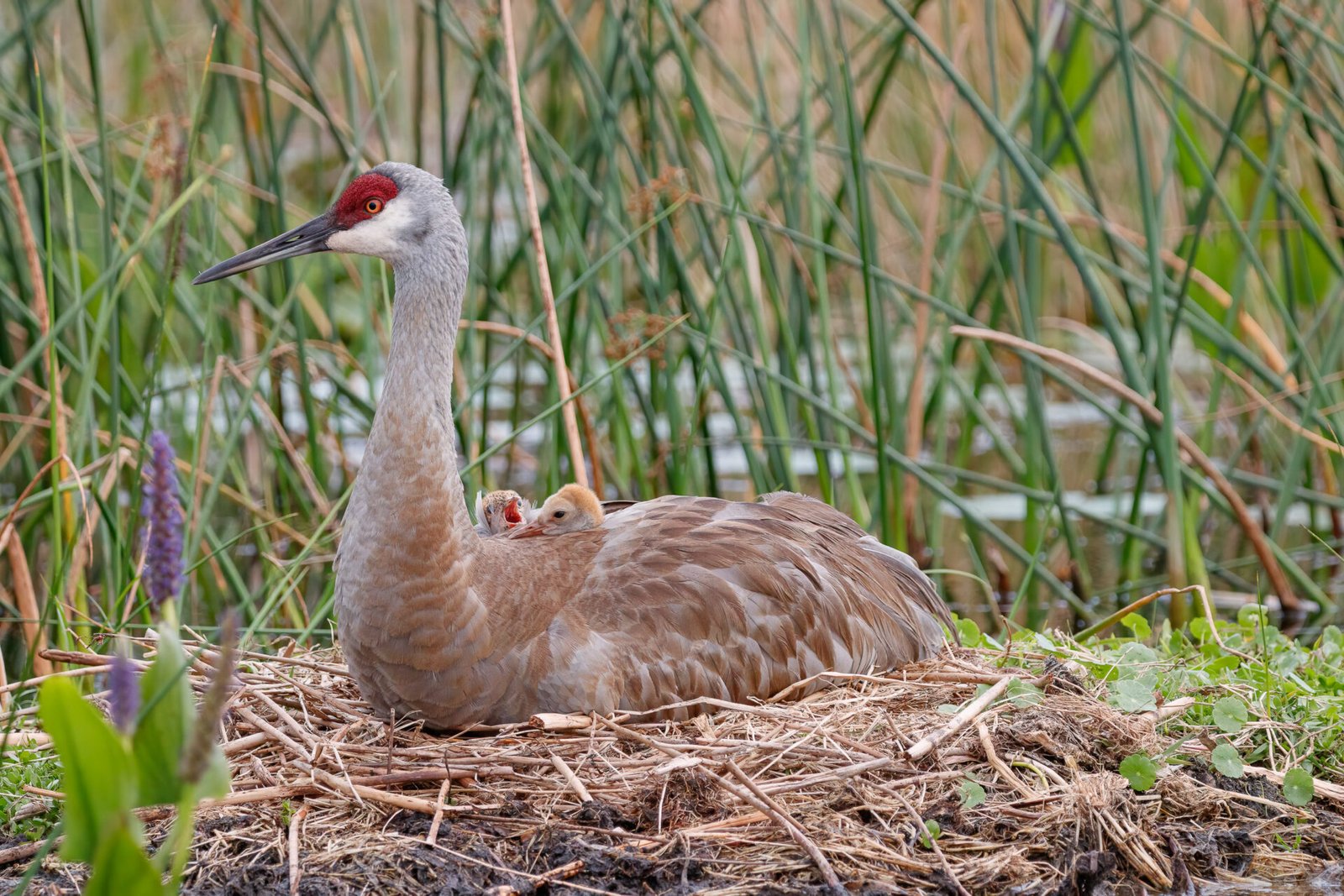 Sandhill Crane Chick Yawning On Back Of Parent