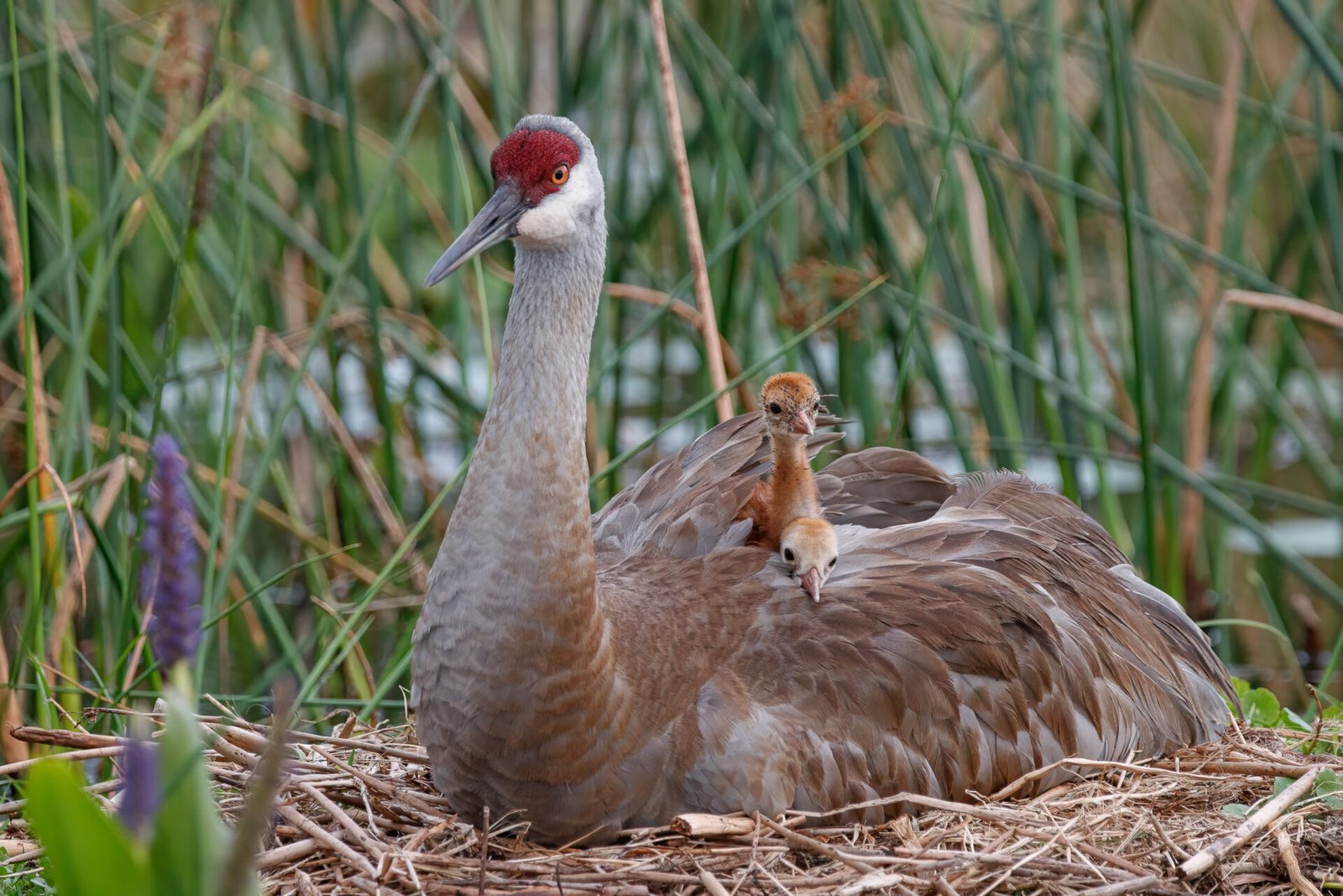 Sandhill Crane Chicks Getting Curious On Back Of Parent