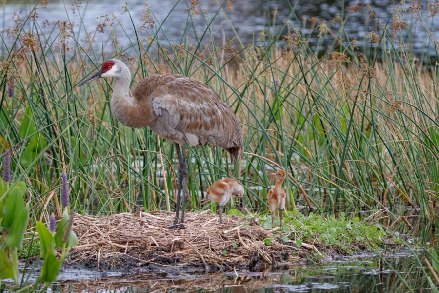 Sandhill Crane With Chicks Out Of Nest