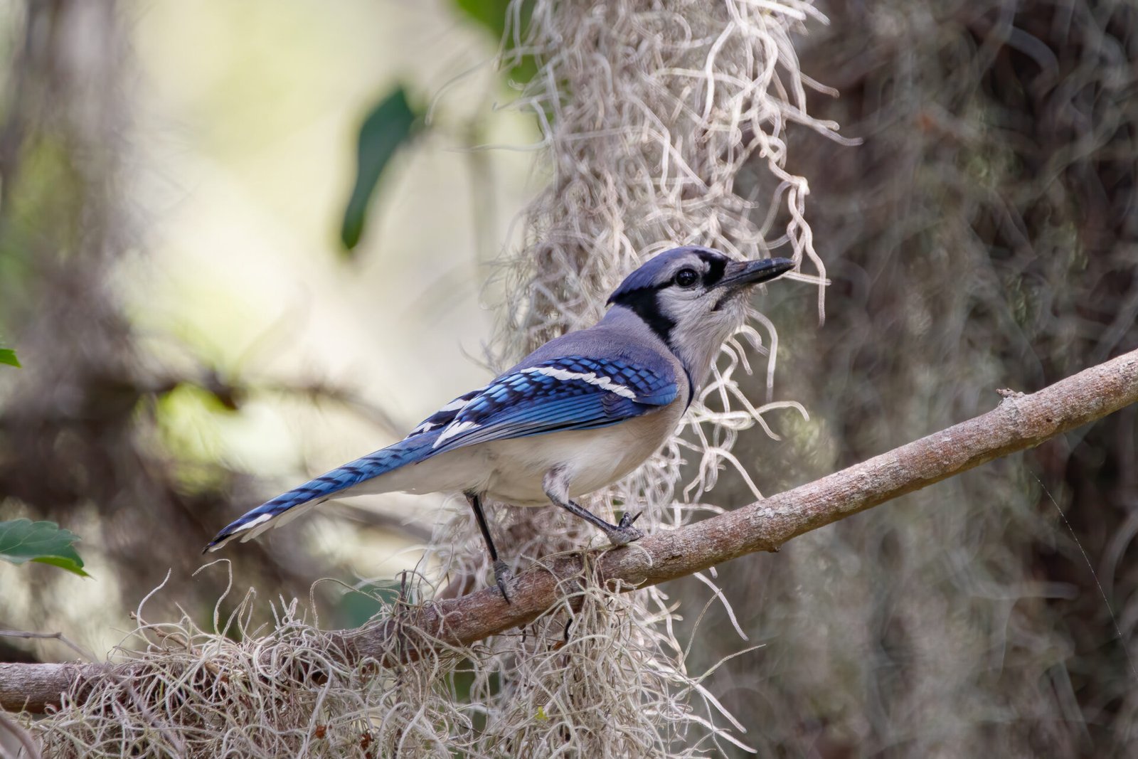 Blue Jay In Spanish Moss