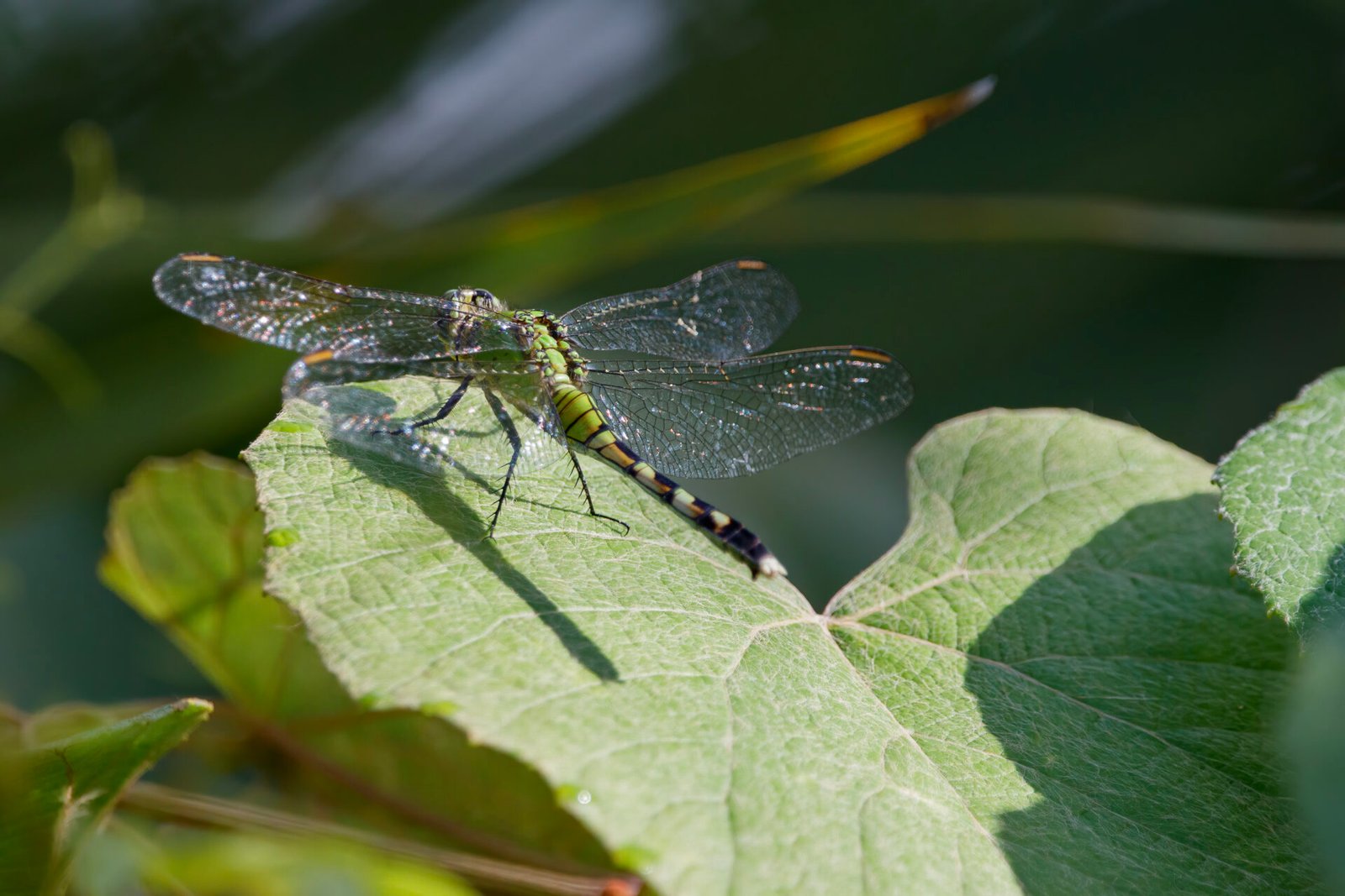 Green Darner Dragonfly On Leaf