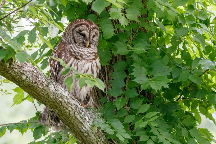 Barred Owl Relaxing In Leafy Tree