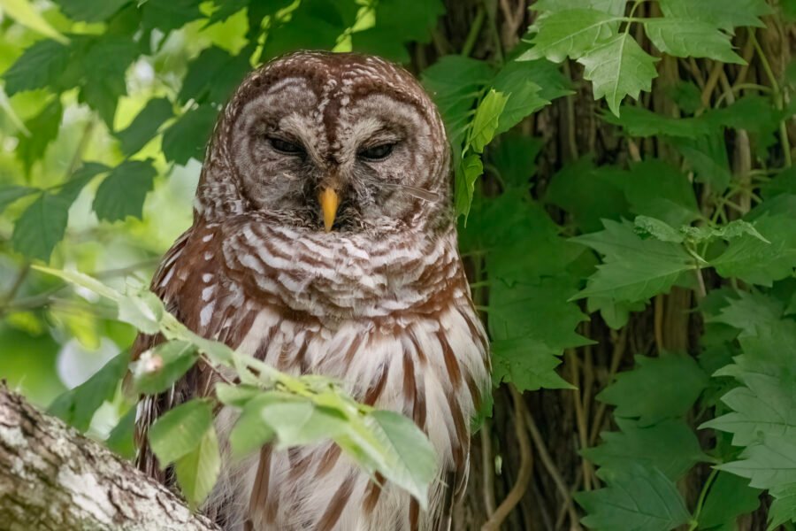 Barred Owl Resting After Morning Meal