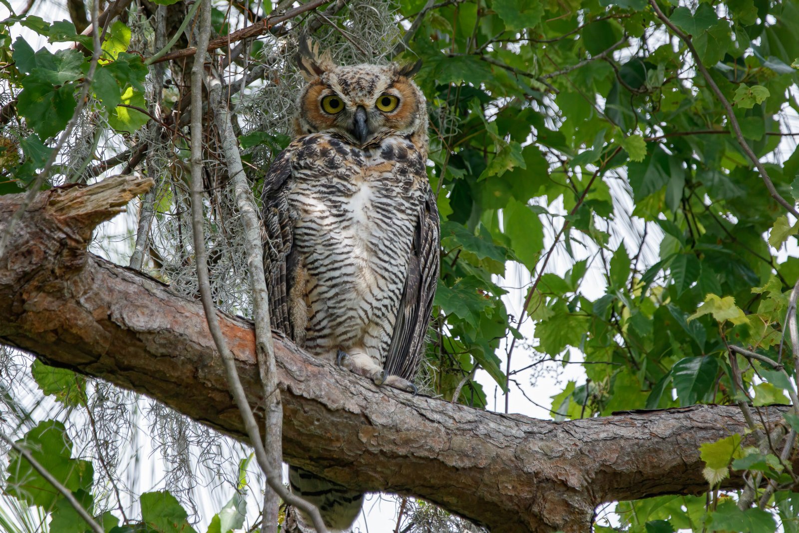 Young Great Horned Owl At Ease