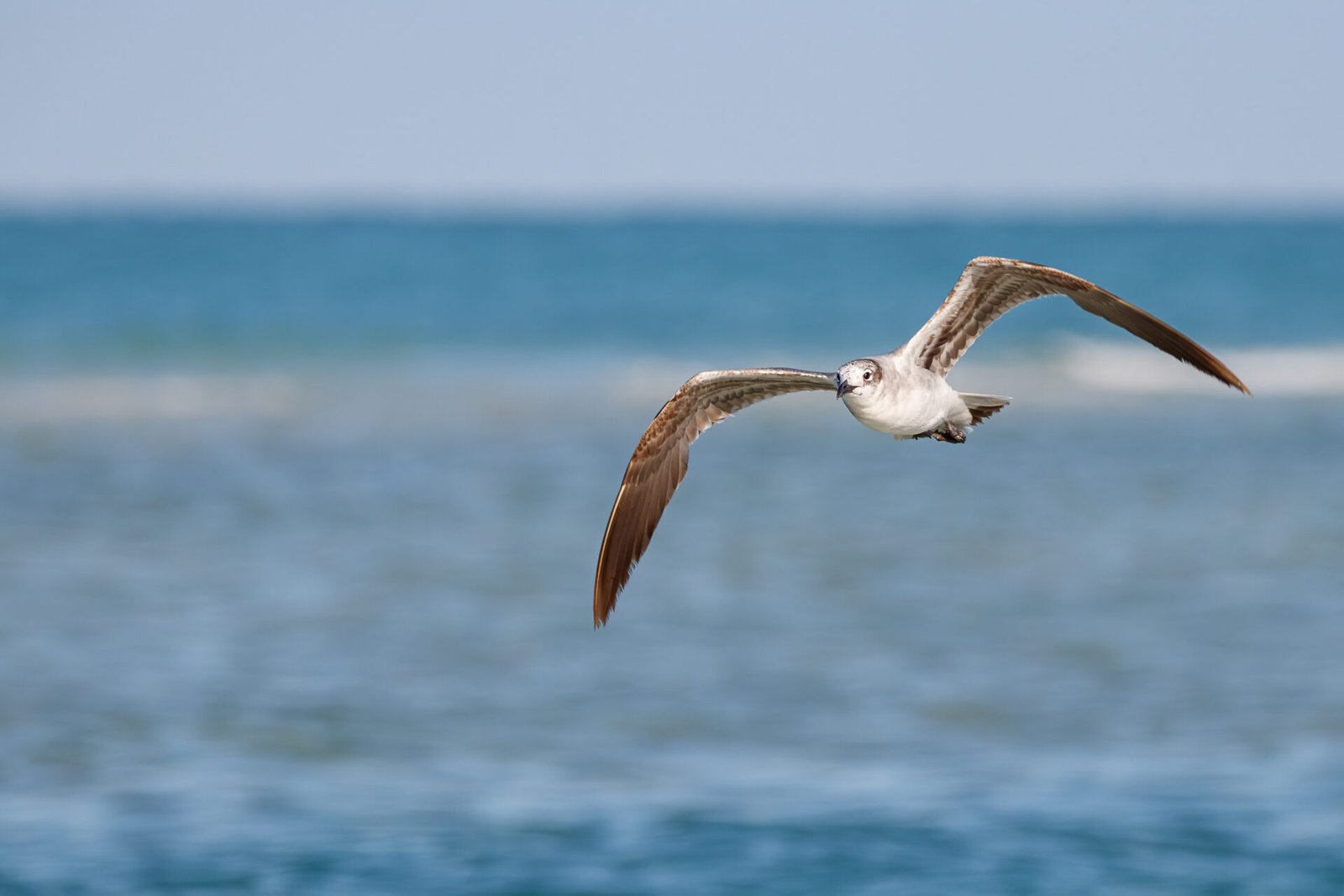 Laughing Gull Flying Toward Shore